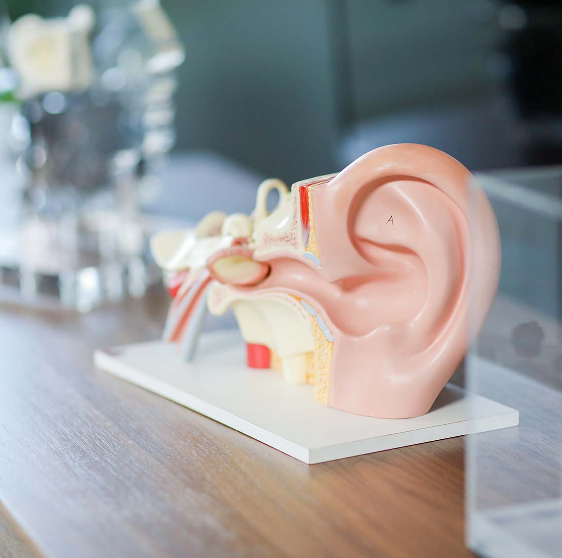 a model showing the anatomy of the human ear